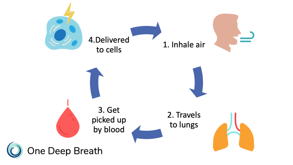 Air is inhaled, travels to the lungs, is picked up by red blood cells, and then delivered throughout the body